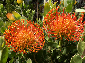 CHN - Plants